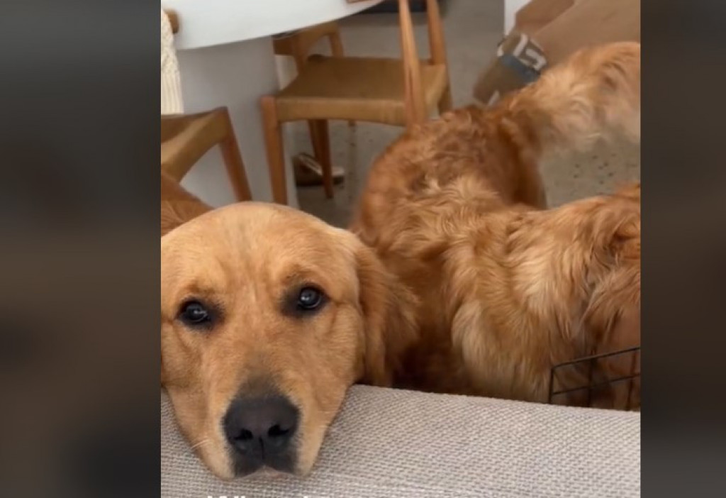 Scena koja će vam ulepšati dan: Zlatni retriver obožava bebu, njegovo ponašanje je raznežilo 3 miliona ljudi!