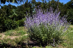 Biljka koju svaka kuća mora da ima: Nije lavanda iako liče, podnosi temperature do -15, a vekovima se koristi za mnoge boljke