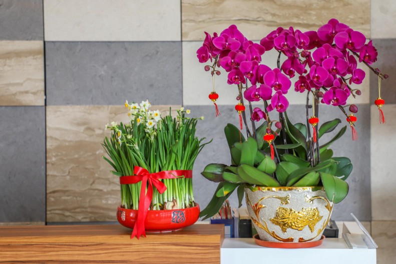 Obavezno unesite ove tri biljke u svoj dom u Novoj godini: Donose sreću, ljubav i prosperitet