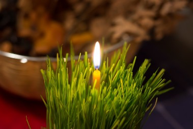 Za 2 dana je pravo vreme za sadnju božićne pšenice: Ovo treba da ispoštujete ako želite da bude gusta i bujna