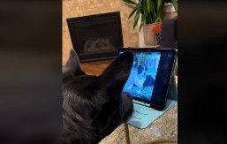 „Vaš pas je pažljiviji od većine muškaraca koje znam“: Toliko je osećajan da ljudi plaču dok gledaju kako se ponaša!