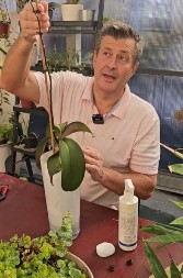 Nikako ne kidajte granu orhideje posle cvetanja: Dejan detaljno objasnio kako da ostane zdrava godinama, ovo je postupak