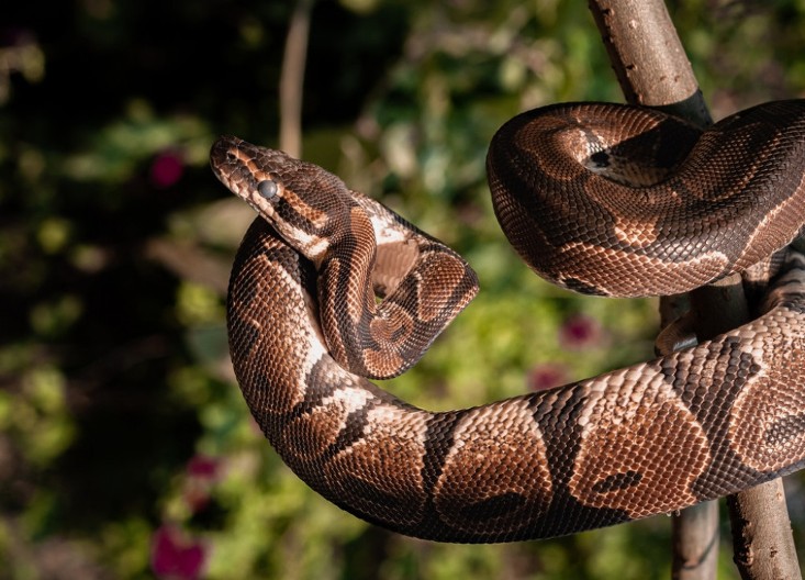 Zamalo da mu srce stane: Čoveka smrtno uplašila ogromna zmija, a evo kako se ušunjala u njegov dom