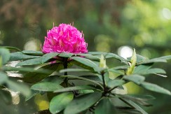 Žene iz Srbije masovno traže ovaj cvet: Sadi se početkom oktobra, mraz i zima mu ne mogu ništa, tada najviše cveta