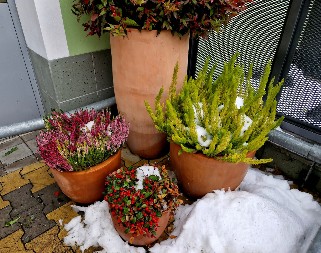 Dvorište ne mora da bude golo sa prvim snegom: 6 biljaka koje podnose i najjaču zimu, lako se gaje, cvetaju i na minusu