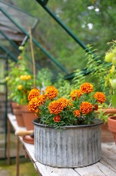 Pravo vreme je da ga posadite: Za ovo prelepo cveće kažu da donosi ljubav u kući, komarci od njega beže kao ludi