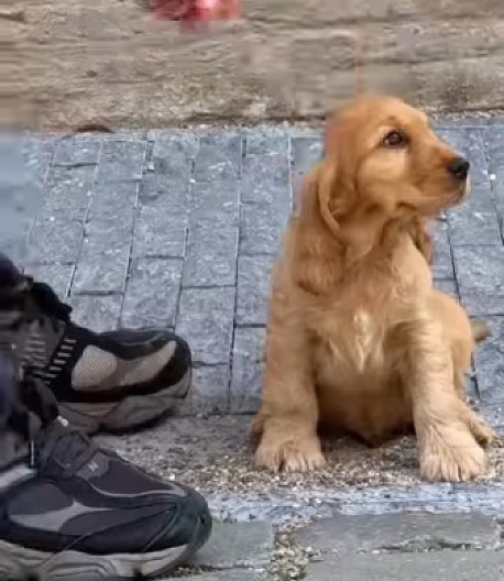 Ovo je najslađe što ćete danas videti: Pas koji je pronašao svoj dom, raznežio milione ljudi!