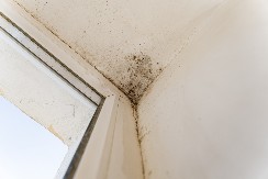 "Usisavaju" vlagu bolje od odvlaivača, a priodno su prejeftino rešenje: Evo kako da vam se u ćoškovima nikada ne pojavi buđ