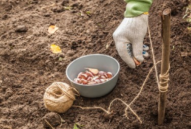 Četiri vrste povrća koje najbolje uspeva zimi: Čak ni najdeblji minus im ne može ništa, bićete mirni do proleća