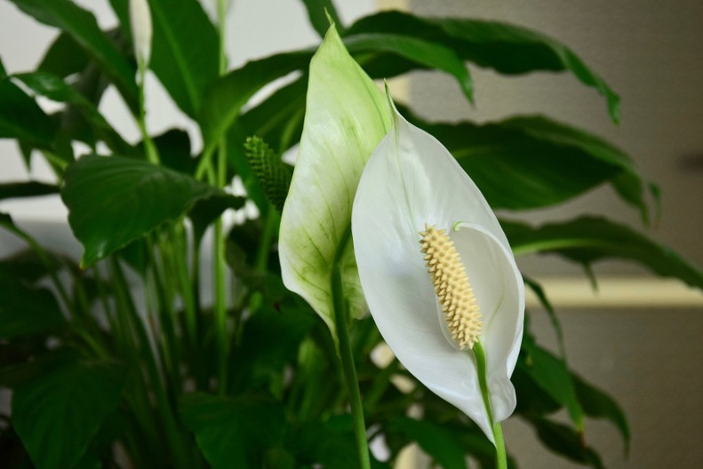 Tera negativnu energiju i privlači prosperitet: Kako pravilno negovati cvet "ženska sreća"