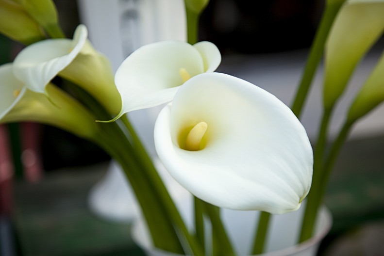 Neće se izviti cvetovi, biće sveže više od 10 dana: Čim ih unesete u kuću, obavezno jednu stvar uradite, jer će se u suprotnom odmah osušiti