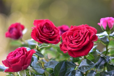 Ni slučajno hemikalije, ova namirnica iz kuhinje opasno dobro prihranjuje ruže: Cetovi im se otvaraju nikad lepše, bujaju, rastu kao iz vode