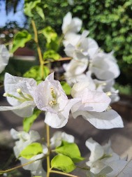 Jedan cvet u kući može promeniti vaš život: Biljka čiji miris tera nesreću, briše stres, leči dušu i priziva sreću