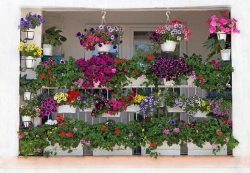 Jedna boja cveća privlači sreću: Naše bake su verovale da donosi mir i obilje, pa su zato samo ovu nijansu birale