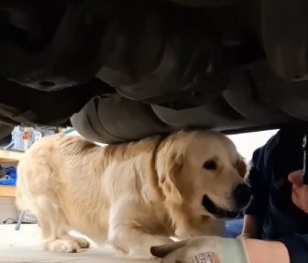 Pas pomaže vlasniku da popravi auto: Ljudi crkavaju od smeha dok gledaju šta radi ovaj zlatni retriver!