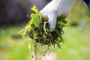 Ljudi je nemilice čupaju i gaze kao korov, a ova biljka je pravo blago! Još ako napravite sok od nje, bićete zdravi kao dren