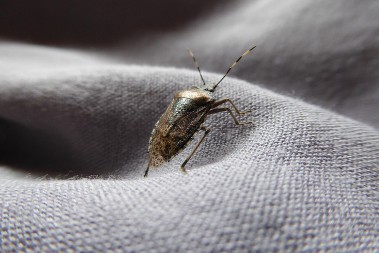 Beže od ovoga kao đavo od krsta: Smrdibube neće prići vašoj kući, stavite samo kraj prozora