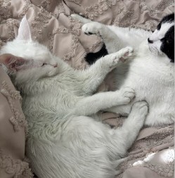 Ovo nikome ne bi palo na pamet: Raspitivala se što je njena mačka promenila boju, pa saznala da je muž vara!