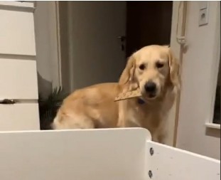Zlatni retriver slatko nasmejao ljude: Ima žarku želju da pomogne vlasnici u sastavljanju kreveta, ali mu nikako ne ide