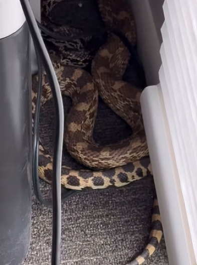 Osetite li blago truli miris u kući, oprez: Može se desiti da se zmija negde zavukla