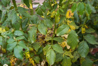 Ako ih jednom zahvati, teško ju je obuzdati i iskoreniti: Evo kako potamaniti crnu pegavost koja napada ruže, bitno je da dok traje jesen uradite ovo