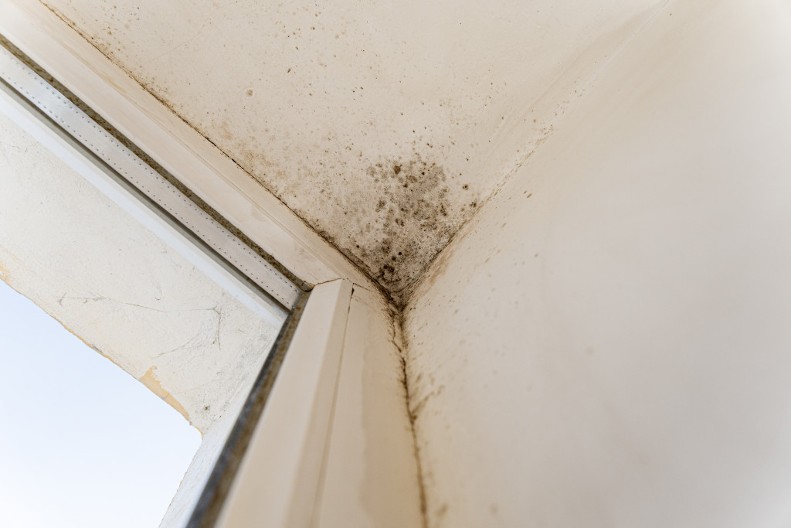 Sprečite buđ pre nego što bude kasno: Navika od 10 minuta će spasiti vaš dom od čestog problema, domaćice se kunu u nju