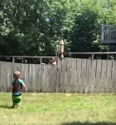 Raznežićete se i istog trenutka će vam krenuti suze: Kada vidite kako se igraju dečak i pas, briznućete u plač