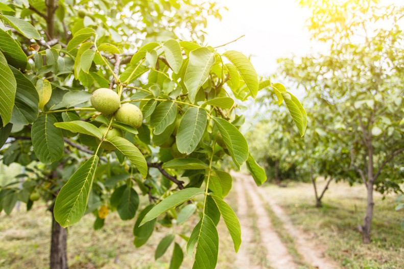 Manastirski recept za liker od oraha: Čašica ujutro rešava problem sa stomakom, štitnom žlezdom i jača krv