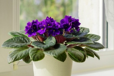 Rastvor koji podmlađuje ljubičice: Proveren način zalivanja će potpuno osvežiti stare cvetove