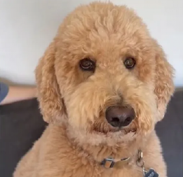 Oliver ne da vlasnici ni da priđe svom dečku: Ljubomorni pas oduševio milione - zna se ko je gazda!