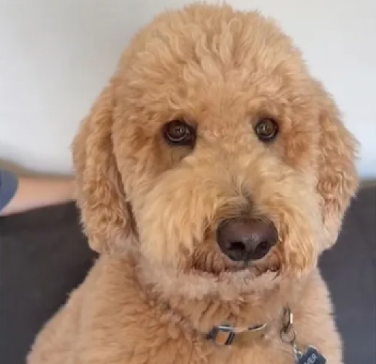 Oliver ne da vlasnici ni da priđe svom dečku: Ljubomorni pas oduševio milione - zna se ko je gazda!