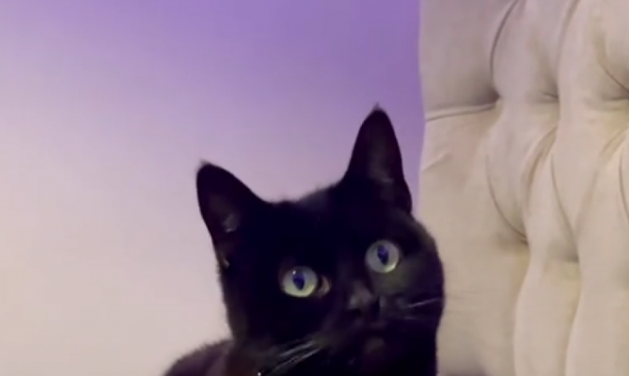 Kao da je izašla iz frizerskog salona: Pogledajte šta se desilo ovoj mački nakon sunčanja, vlasnica je jedva prepoznala!