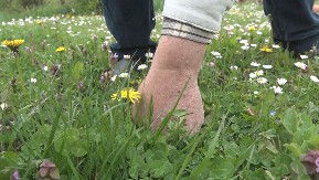 Zovu ga “ubica otrova”: Čuveni travar tvrdi da je ova biljka dar prirode za krvne sudove