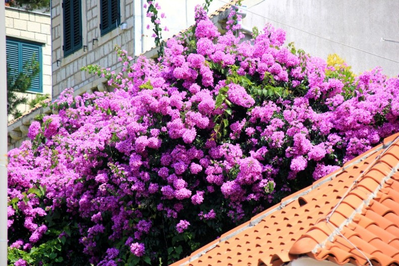 Otrovan i za ljude i za kućne ljubimce: Ovaj prelepi cvet mnogi gaje, a nisu ni svesni koliko je opasan!