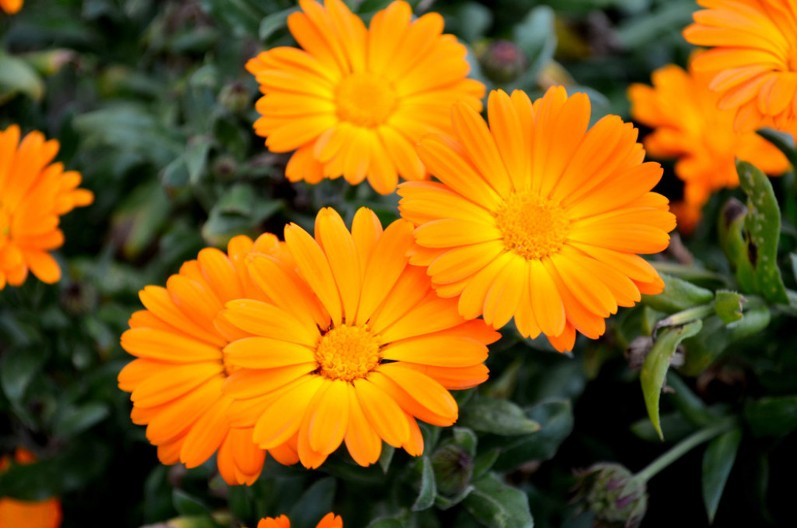 Pravo je vreme da posadite ovaj cvet: Lepotom će ukrašavati dvorište do jeseni, a štiti druge biljke od štetočina