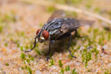 Ne košta ni 40 dinara, a tera mušice k'o od šale: Stavite ovo prirodno sredstvo u kuhinju, blizu prozora, ma gde god, ima da se razbeže momentalno