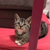 Narodno verovanje za koje malo ko zna! Ako mačka uradi ovo blizu vas, ubrzo ćete se "ubiti" od para!