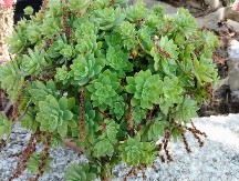 Štiti mozak, jača imuni sistem, pomaže kod upala... Srpski travar tvrdi da svako jutro pre kafe treba pojesti list ove biljke