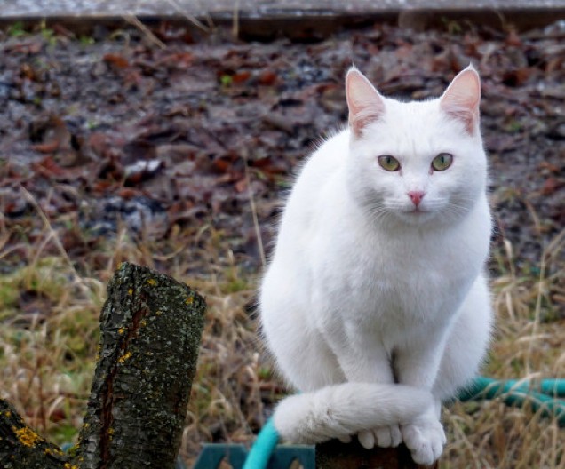 Kada bela mačka pređe put: Evo šta to znači i šta treba da uradite čim je vidite
