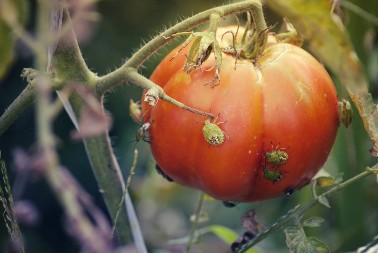 Zelene bube pustoše plastenik: Kako da se rešite smrdljivog martina uz prirodan sprej