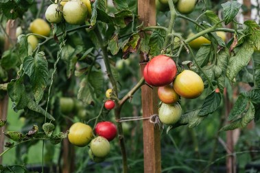 Ukus će biti fenomenalan + neće truliti kao obično: Posadite ovu biljku pored paradajza i imaćete najukusniji i najlepši plod na leto, mirisaće kao nikad pre