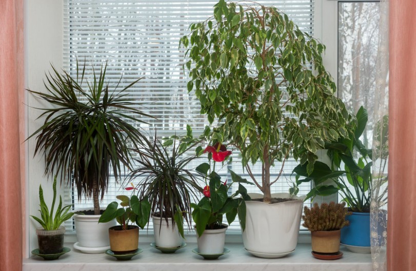 Ne zahteva negu, idealna je sobna biljka: Odlična je za početnike, može živeti i 20 godina, ali se presađuje se na svake 2 godine