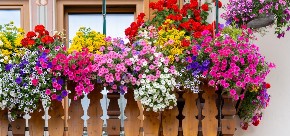 Moja komšinica Mira ima najlepšu terasu: Cveće joj raste raskošno kao iz vode od kada ga zaliva ovim napitkom