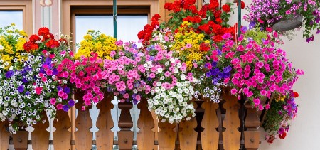 Moja komšinica Mira ima najlepšu terasu: Cveće joj raste raskošno kao iz vode od kada ga zaliva ovim napitkom