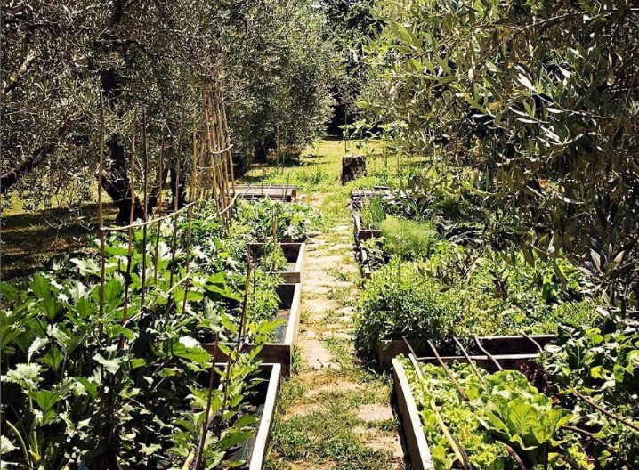 Lepa, ali opasna: Ovu popularnu biljku nikako ne sadite u svoj vrt, napraviće vam veliku štetu