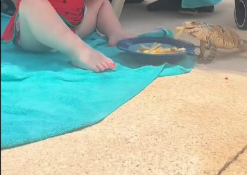 Devojčica nasmejala 15 miliona ljudi: Dok je jela na bazenu došao je gušter, njena reakcija je hit!