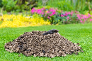 Beže od ovoga kao đavo od krsta, ne smeju ni da se približe bašti: Evo 3 prosta načina da zauvek oterate krtice?