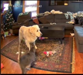 Pas se plaši da bude sam u kući: Kad vidite kako ga mačka teši, istopićete se od miline!