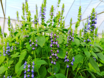 Spas za srce: Seme koje ima više omega 3 masnih kiselina od lososa, potpomaže i gubitak kilograma