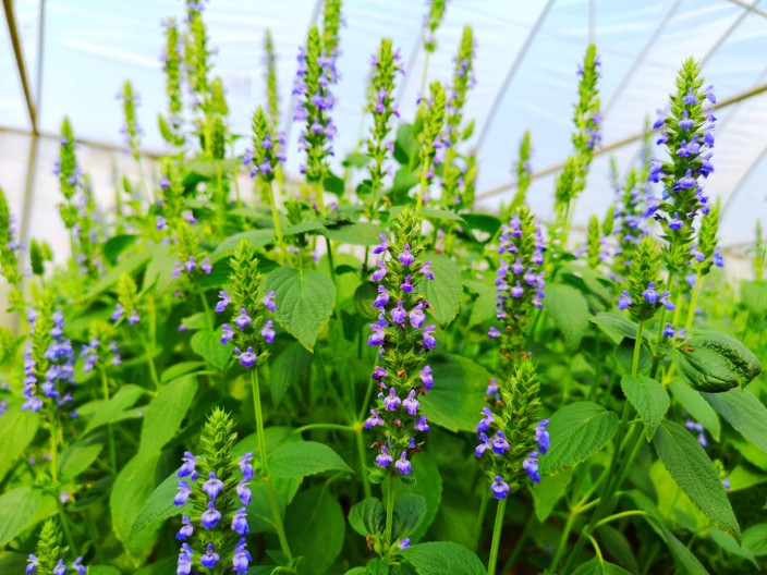 Spas za srce: Seme koje ima više omega 3 masnih kiselina od lososa, potpomaže i gubitak kilograma